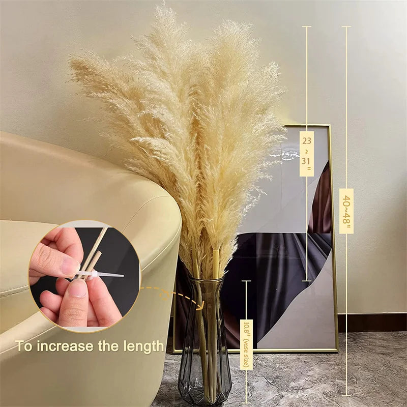 Pampas Grass Stems Dried Natural 43-47 Inch