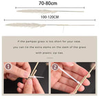 Pampas Grass Stems Dried Natural 43-47 Inch