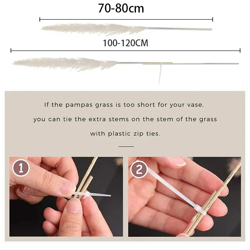 Pampas Grass Stems Dried Natural 43-47 Inch