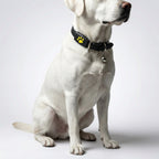 Pet GPS Tracker Ultra-Light Rechargeable Real-Time App
