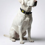 Pet Tracker GPS App Enabled Rechargeable