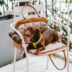 Pet Travel Carrier Expandable Breathable Seatbelt Slot