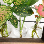 Plant Cutting Stand Wood Base & Glass Tubes