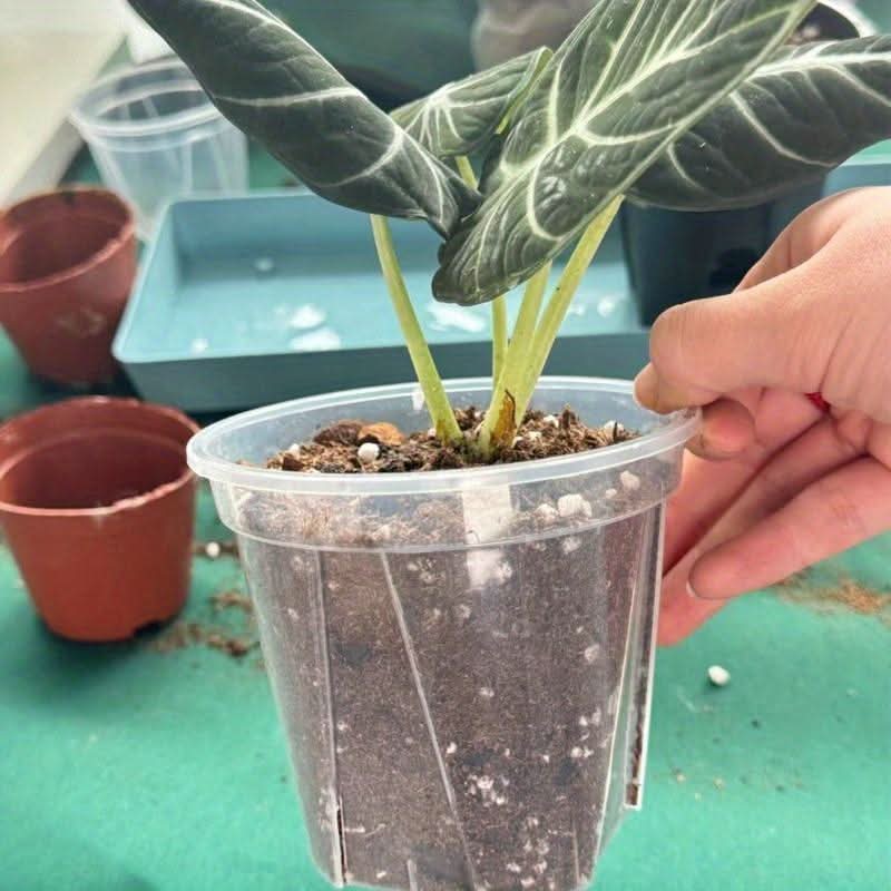 Plant Pot Set Clear Plastic Drainage Pack of 12