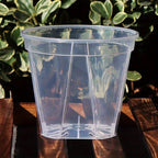 Plant Pot Set Clear Plastic Drainage Pack of 12