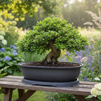 Planter Breathable Rectangular Plastic Bonsai & Succulents