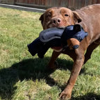 Plush Dog Toy Reinforced Seams & Built-In Squeaker