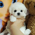 Plush Puppy Lifelike Hand-Sculpted Details Weighted Fill