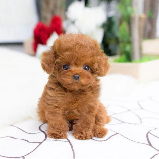 Plush Puppy Lifelike Hand-Sculpted Details Weighted Fill