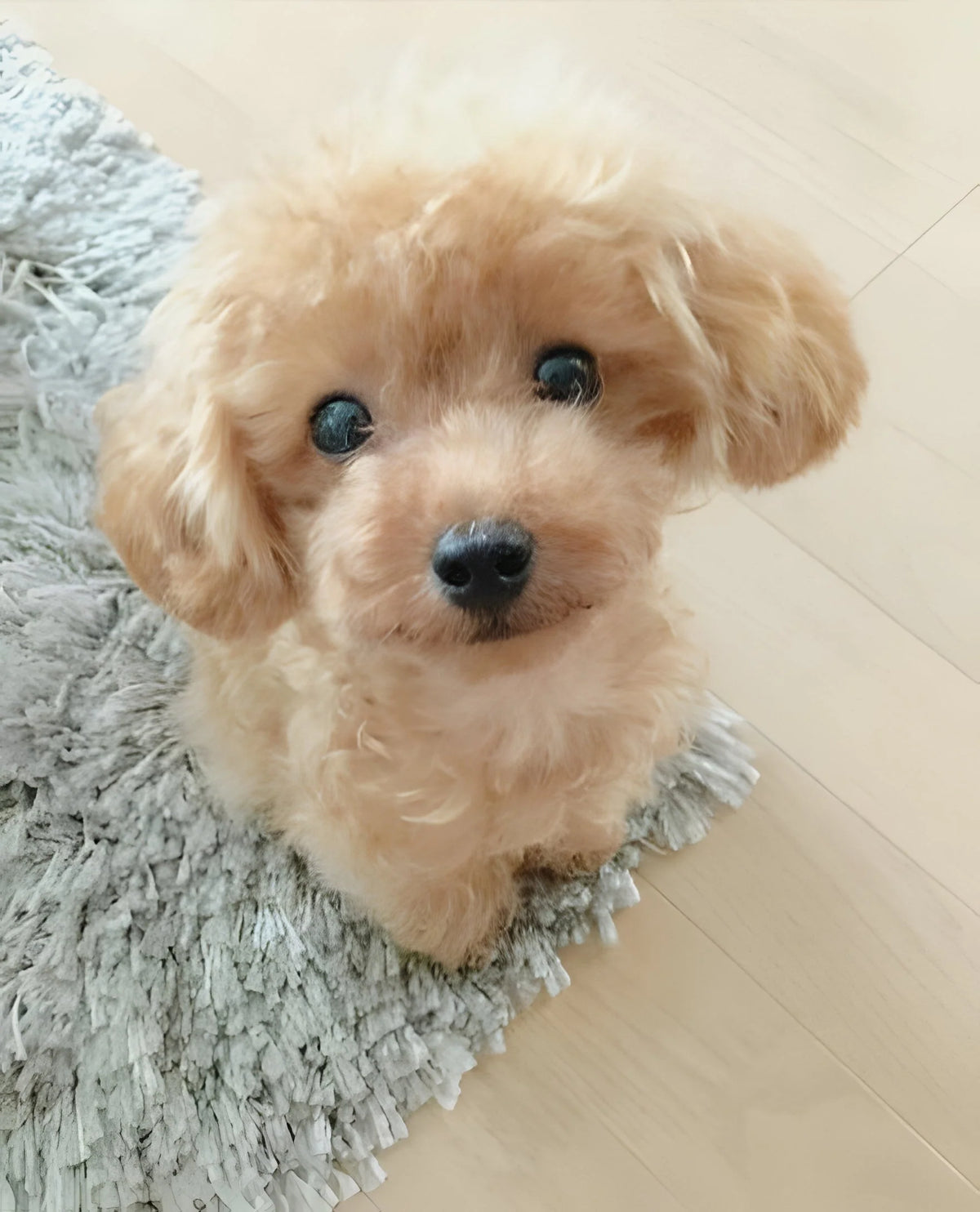 Plush Puppy Weighted Lifelike Soft Synthetic Fur 14 Inch
