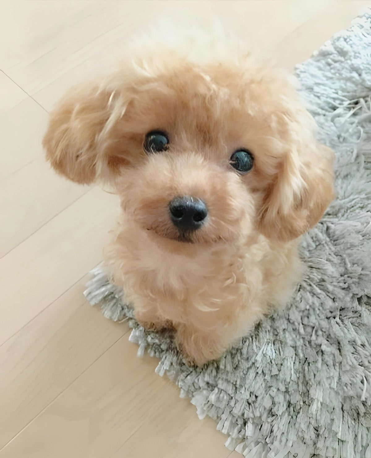 Plush Puppy Weighted Lifelike Soft Synthetic Fur 14 Inch