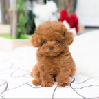 Plush Puppy Weighted Lifelike Soft Synthetic Fur 14 Inch