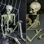 Poseable Skeleton Movable Joints Weather-Resistant
