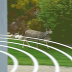 Rabbit Repeller Solar Ultrasonic Flashing Lights