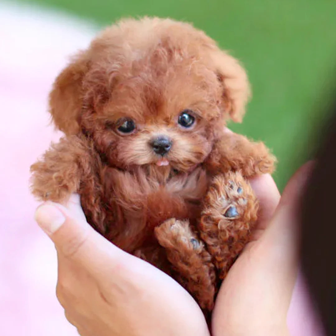 Robot Puppy Lifelike Interaction Touch, Sound & Voice Responsive