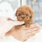 Robotic Puppy Toy Lifelike Movement Voice Responsive