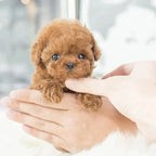 Robotic Puppy Toy Voice & Touch Responsive