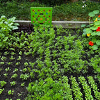 Seed Template Pre-Marked Grid Includes Planting Guide