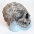 Skull Mask Articulated Jaw Aged Bone Finish