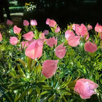 Solar Garden Flower Lights Bendable Stem 10-Hour