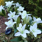 Solar Garden Flower Lights Bendable Stem 10-Hour