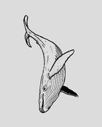 Temporary Tattoo Realistic Whale Pigment-Based Up To 14 Days