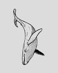 Temporary Tattoo Whale Pigment-Based 14-Day Water-Resistant
