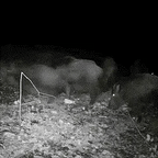 Trail Camera Motion-Activated 16MP Invisible Night Vision