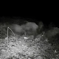 Trail Camera Motion-Activated 16MP Invisible Night Vision