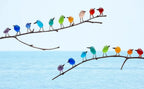 Wall Art Handmade Rainbow Sea Glass On Driftwood