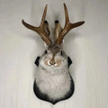 Wall Mount Jackalope Faux Fur Ready To Hang