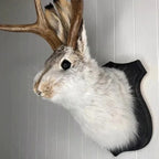 Wall Mount Jackalope Faux Fur Ready To Hang