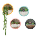 Wall Planter Circular Transparent Front Wall-Mounted