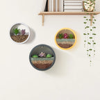 Wall Planter Circular Transparent Front Wall-Mounted
