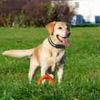 Wireless Dog Fence Adjustable & Expandable Weatherproof Collar