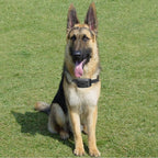 Wireless Dog Fence Sound Vibration Shock