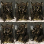 Wolf Mask Full-Face Realistic Fur Texture & Fangs