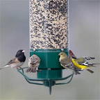 Squirrel-Resistant Metal Bird Feeder for Outdoor Hanging Use