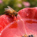 Glazed Ceramic Bee Waterer Stakes (Set of 4)