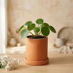 Contemporary Round Planter for Indoor Plants