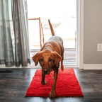Dog Mat Ultra-Absorbent Chenille Non-Slip & Machine Washable
