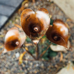 Triple Calla Lily Garden Stake with Bells in Copper Finish