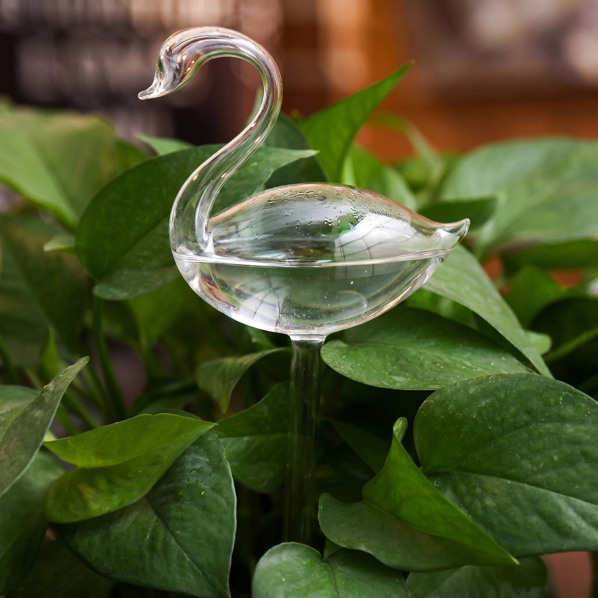 Self-Watering Glass Planter for Indoor Plants