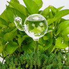 Self-Watering Glass Planter for Indoor Plants