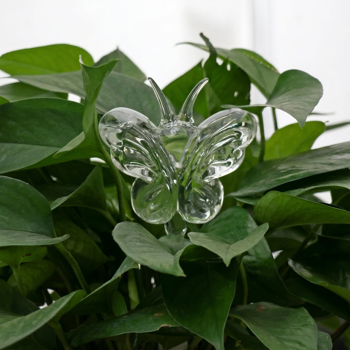 Self-Watering Glass Planter for Indoor Plants