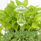 Self-Watering Glass Planter for Indoor Plants