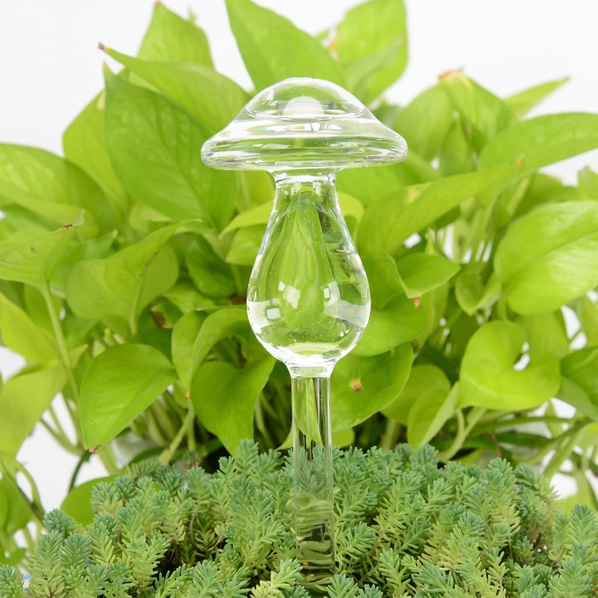 Self-Watering Glass Planter for Indoor Plants