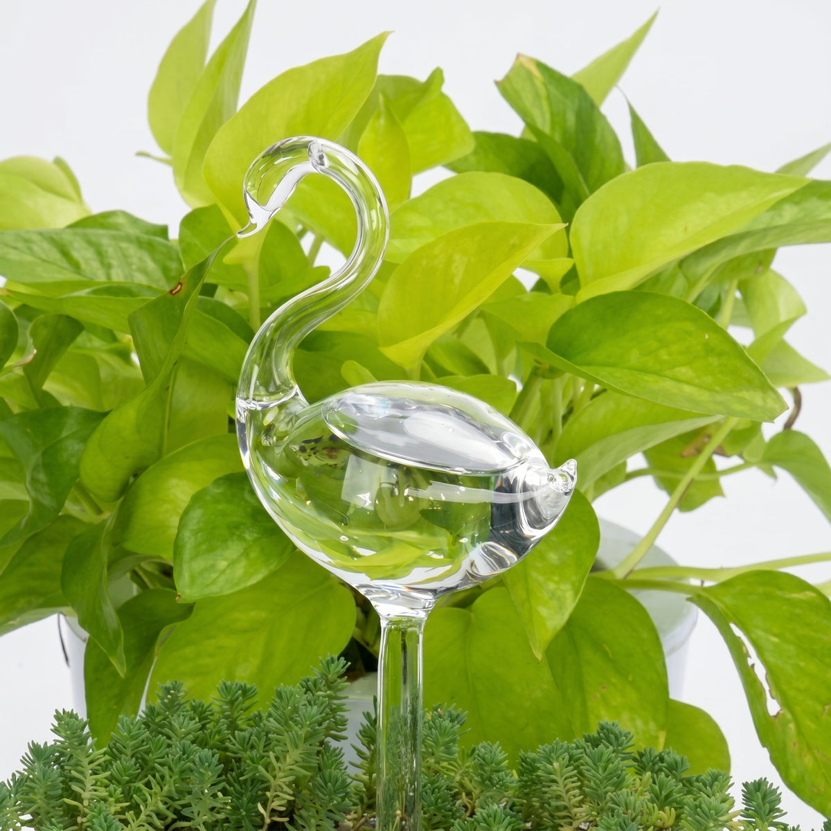 Self-Watering Glass Planter for Indoor Plants