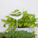 Self-Watering Glass Planter for Indoor Plants