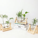 Glass Hydroponic Planter in Wooden Stand for Indoor Plants